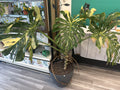 Albo Monstera