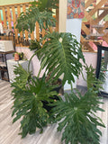 Philodendron Plant
