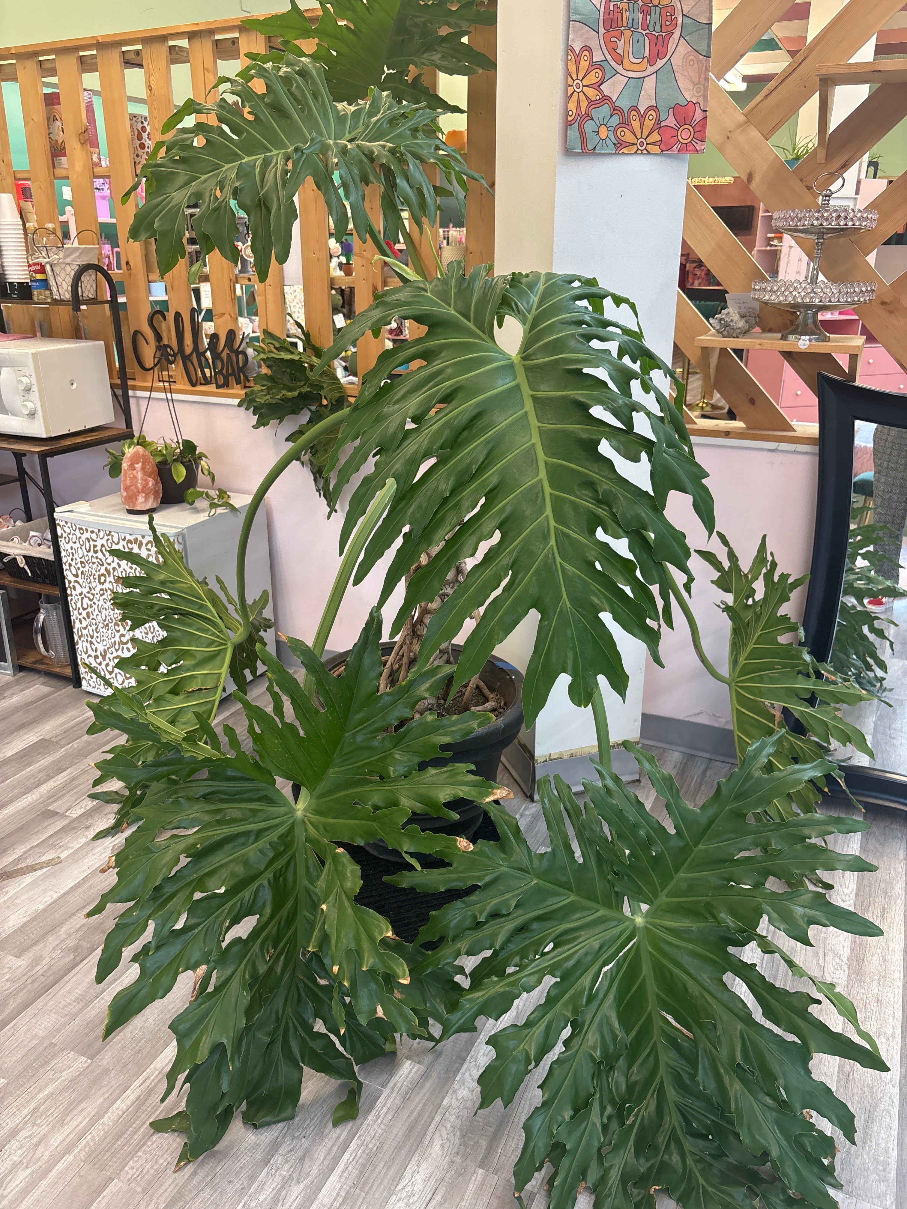 Philodendron Plant
