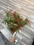 Air Plants