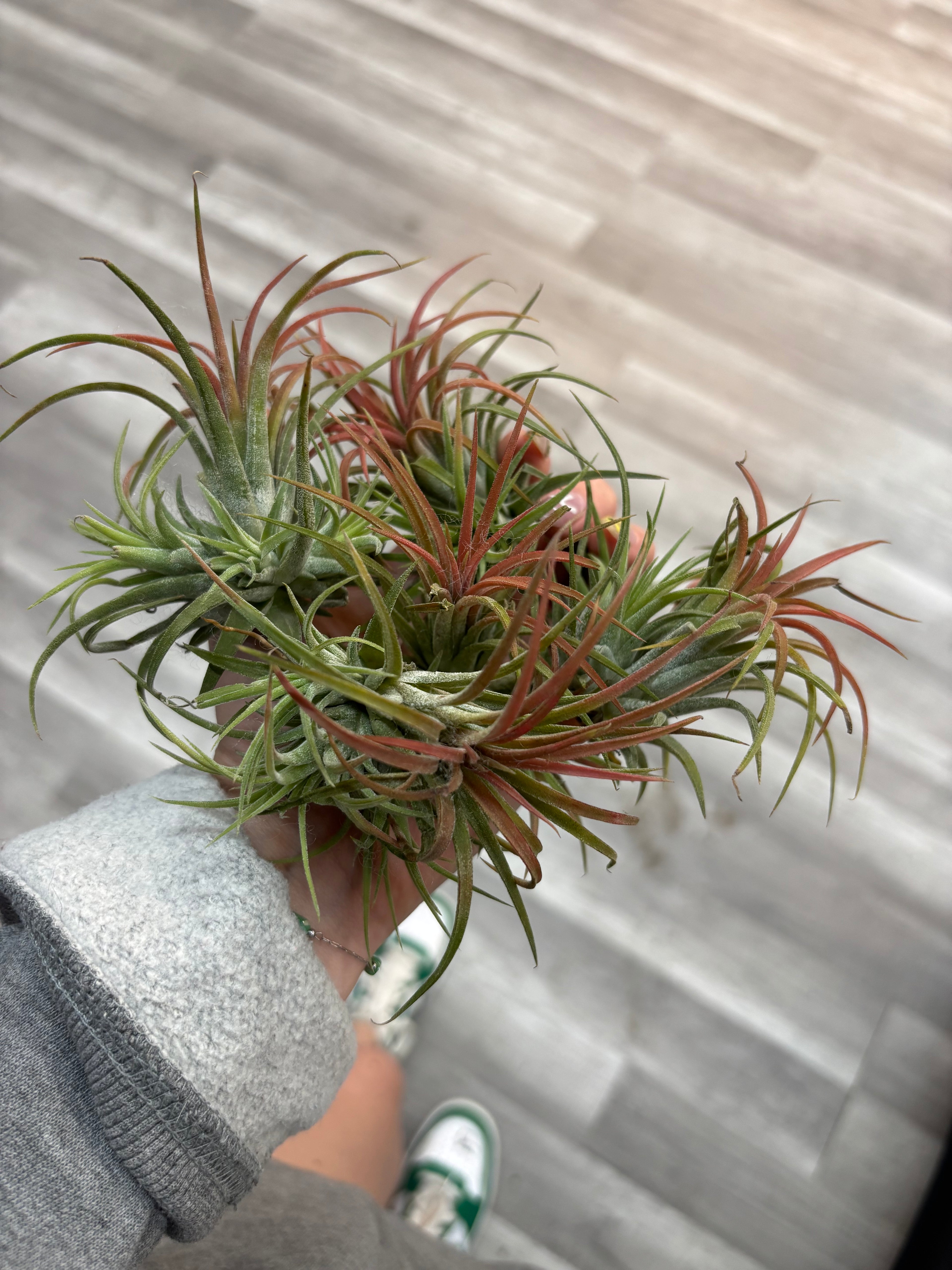 Air Plants